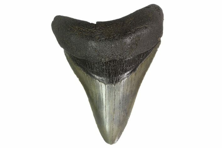 Fossil Megalodon Tooth - Serrated Blade #130816